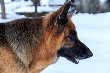 A German Shepherd looks eagerly ahead