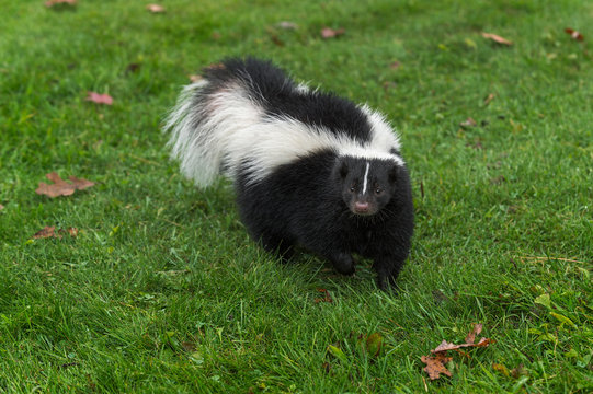 Striped Skunk (Mephitis mephitis) Walks Forward