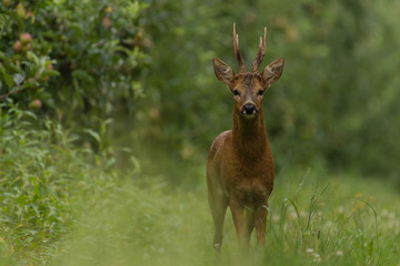portrait of deer in the forest