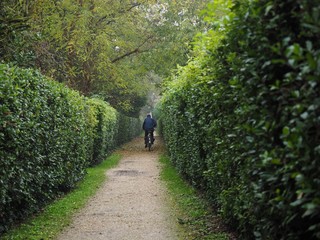 Fototapeta na wymiar Country road between hedges, with cyclist.
