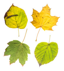 Collection of autumn leaves on white background