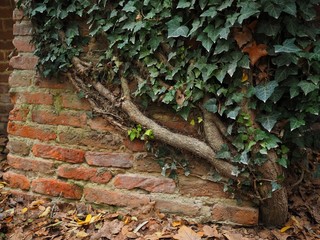  Old brick wall, clinging ivy.