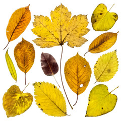Collection of autumn leaves on white background