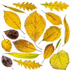 Collection of autumn leaves on white background