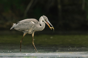 Heron catches a fish