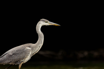 Portrait of heron with black background