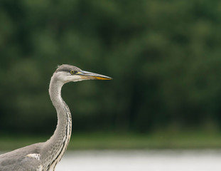 Portrait of heron on the lake