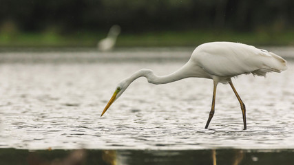 Great egret hunting on the lake