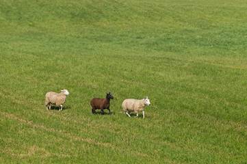 Obraz na płótnie Canvas Three Sheep (Ovis aries) in Line Moving Right