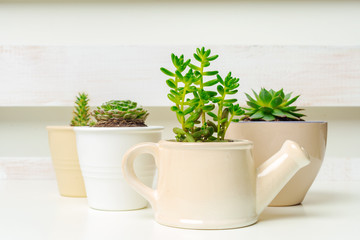 Small succulent plants in pots in home interior