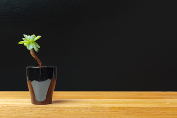 A single succulent plant potted