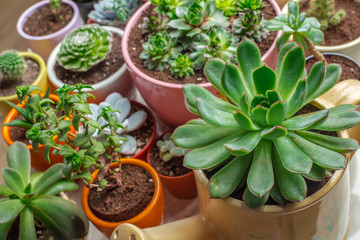 Variety of Succulents  in different  pots