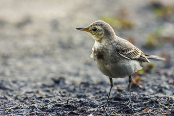 Bird profile look