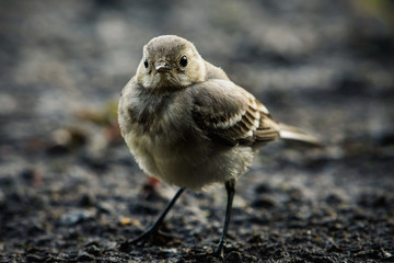 Portrait of wagtail