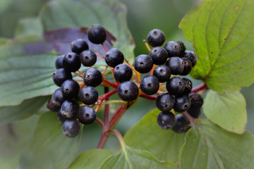 Rote Hartriegel, Cornus sanguinea, Beeren