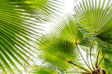 Obraz na płótnie Canvas Palm leaf close up