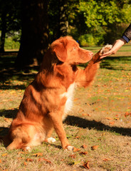 Dog paw and human hand / Hundepfote und Menschenhand