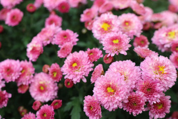 ピンク色の小さな菊の花