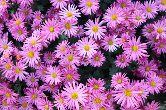 ピンク色の小さな菊の花 Images Browse 2 Stock Photos Vectors And Video Adobe Stock