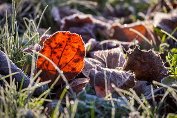 Orange beech leaf on green grass under autumn frost