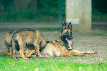 Malinois Hündin mit ihren Welpen