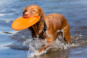 Dog in water with frisbee / Hund im Wasser mit Frisbee