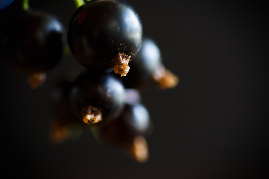 Berry ripe black currant