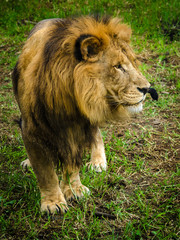 Big male lion watching on the grass