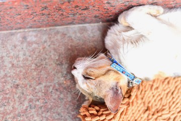 Close-Up Shot of Cute Kitten Sleeping