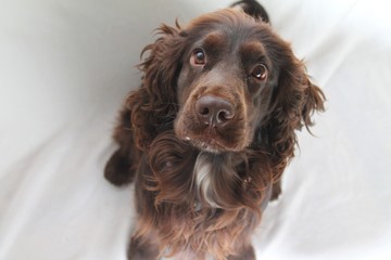 cute brown Cocker Spaniel in Front of a white Background 11