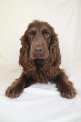 cute brown Cocker Spaniel in Front of a white Background 8