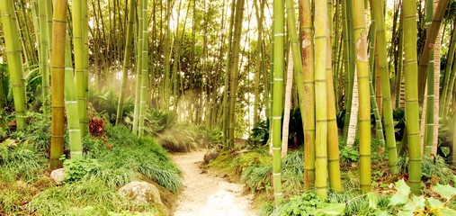 Bambuswald mit Pfad im Dunst