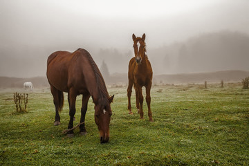 horse closeup of a walk in the meadow