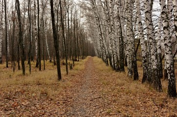 path in the autumn forest