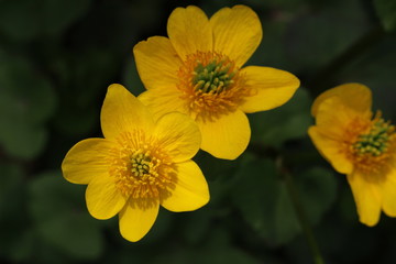 Yellow "Marsh Marigold" flower (or Kingcup, Cowslip) in St. Gallen, Switzerland. Its Latin name is Caltha Palustris (Syn Caltha Cornuta), native to southern Europe, western Asia and North America.