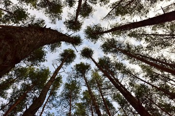 tall pines