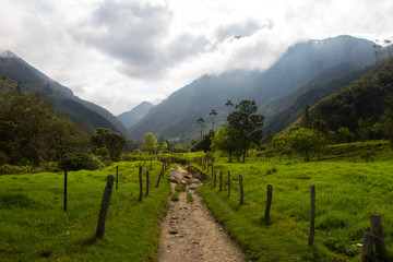 Fototapeta na wymiar Ein Pfad zwischen die Berge des Cocora-Tals in Kolumbien