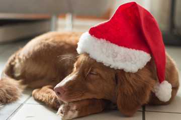 Lazy dog after christmas