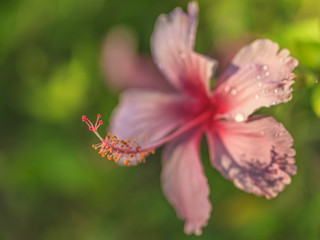 Makroaufnahme einer rosa Hibiskusblüte mit Fokus auf den Blütenstand und Blüte in Unschärfe verlaufend aufgenommen in Thailand