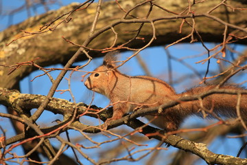 squirrel in the park