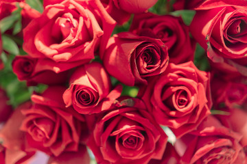 Beautiful natural red roses background