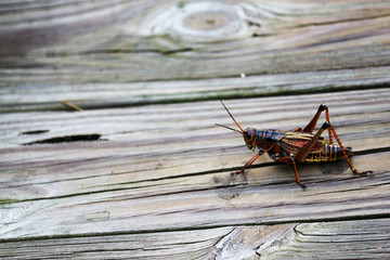 Eastern Lubber Grasshopper of Florida 