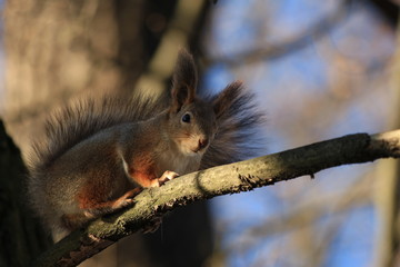 squirrel in the park