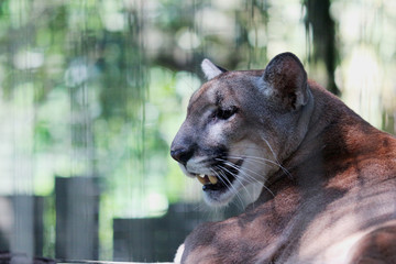 A florida panther / puma relaxing 