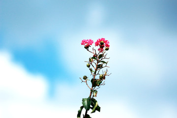Pink Flower up against a Blue Sky 