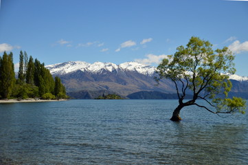 Árbol en mitad del lago Wanaka