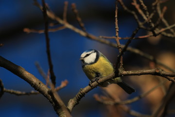 titmouse on a branch in the park