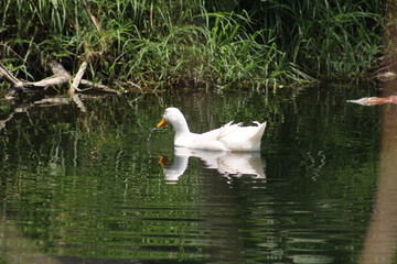 naturaleza