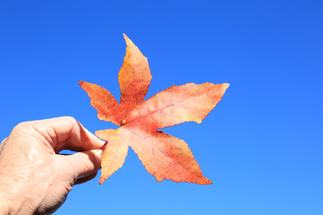 mano sujetando una hoja roja en otoño sobre cielo azul U84A5290-f17