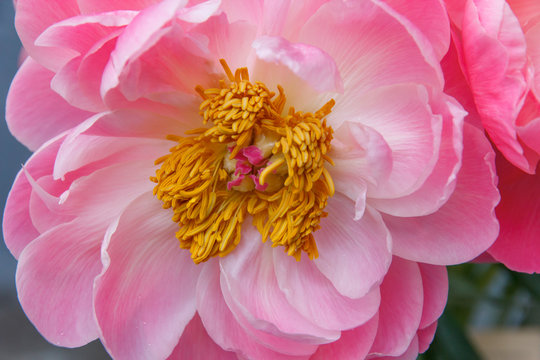 Pink peony flower with stamen. Macro photo
